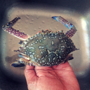 how to clean crab in less than 60 seconds? (easy method)